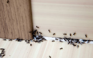 Cum să ții furnicile departe de bucătăria ta
