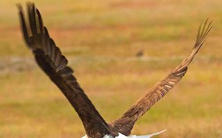 O luptă incredibilă: Un vultur şi o vulpe se bat pe un iepure