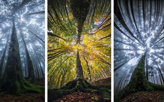 Privește cerul! 14 imagini care surprind frumusețea pădurii
