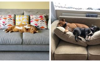 Somnoroase animale: 10 imagini în care cei mai buni prieteni ai omului i-au furat locul pe canapea
