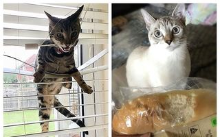 „Infractorii“ cu blăniță: 10 pisici obraznice care le dau bătăi de cap stăpânilor