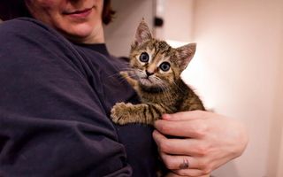 Hug Your Cat Day, ziua în care pisicile primesc îmbrățișări: Cele mai frumoase imagini care marchează această prietenie