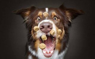 Cum reacţionează câinii atunci când primesc mâncare: 8 fotografii haioase