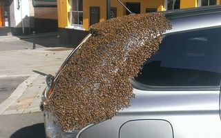Curiozitățile naturii: 20.000 de albine au urmărit timp de două zile o mașină ca să-și salveze regina - VIDEO