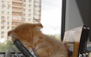 Un pui de somn nu strică niciodată: 18 pisici care dorm pe unde apucă