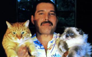 Freddie Mercury şi pisicile sale: 17 imagini care demonstrează cât de mult le-a iubit