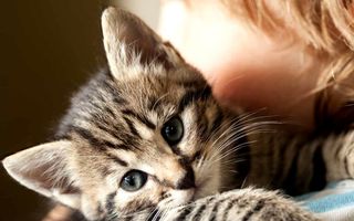 8 august, Ziua Internaţională a Pisicii: 30 de imagini adorabile cu cele mai drăgălașe animale