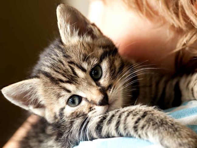 8 August Ziua Internaţională A Pisicii 30 De Imagini Adorabile
