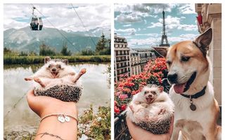 Cel mai fericit arici din lume: 10 imagini cu care a cucerit milioane de fani pe Instagram