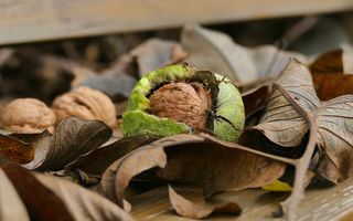 10 tratamente naturiste cu frunze de nuc