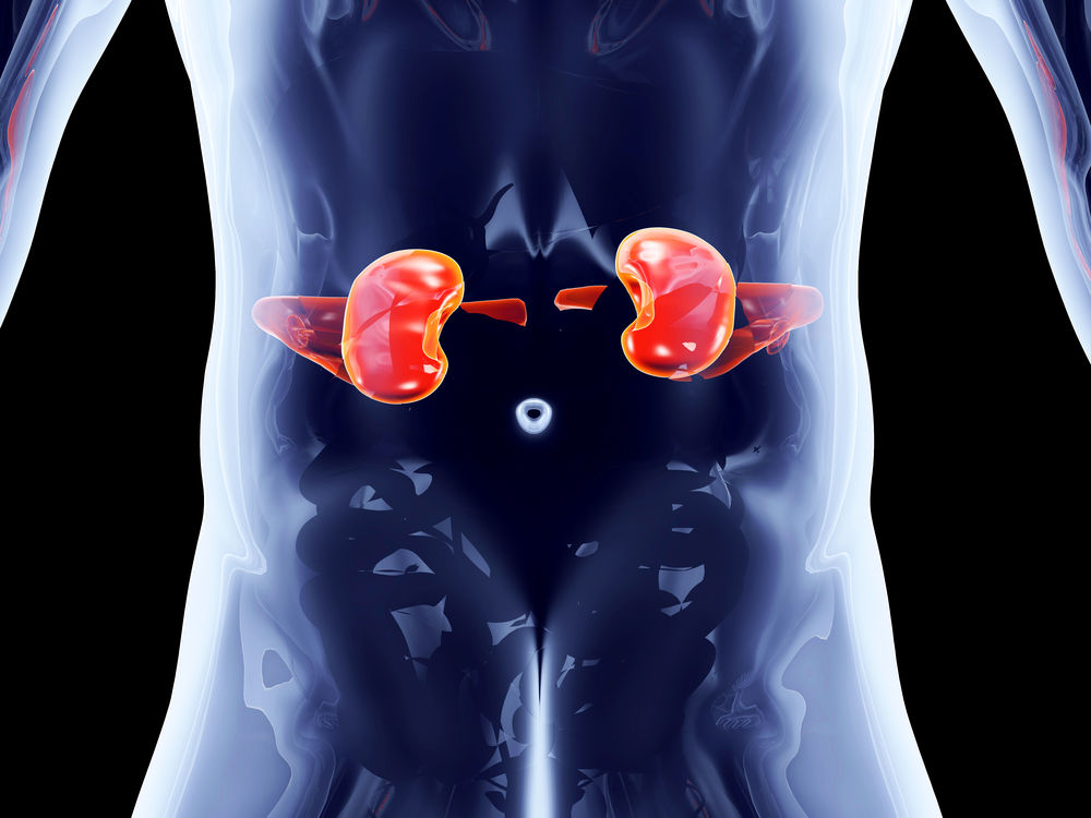 informații esențiale despre rinichi unde se află ce funcții au și