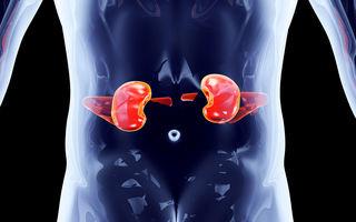 Informații esențiale despre rinichi: unde se află, ce funcții au și care sunt simptomele afecțiunilor renale