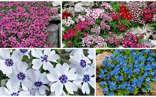 Plante covor cu multe flori pentru o grădină plină de culoare