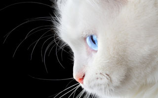 9 rase de pisici albe: pufoase ca neaua, ideale ca animale de companie