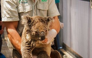 Eroii ursuleților koala: Doi adolescenți au salvat cu mașina animalele înconjurate de incendiile din Australia
