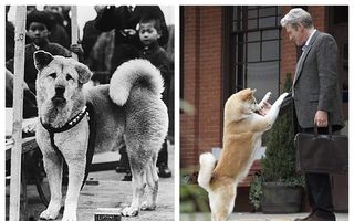 14 imagini rare cu Hachiko, cel mai devotat câine din lume