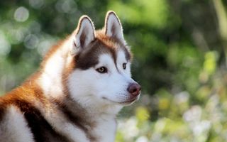 6 sfaturi pentru îngrijirea unui câine husky