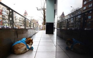 Noul Hachiko: Câinele Husky care își așteaptă în fiecare zi stăpâna să iasă de la serviciu