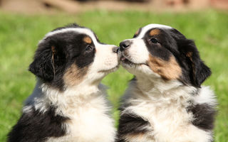 Care sunt cei mai ascultători câini?