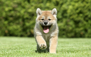 10 rase de câini asiatici