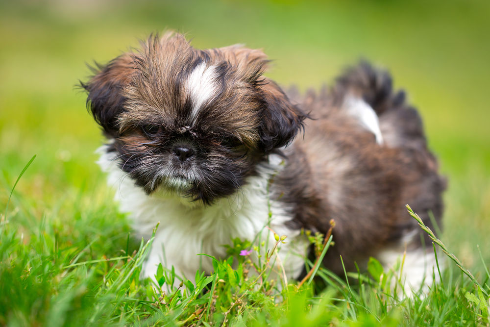 Shih Tzu