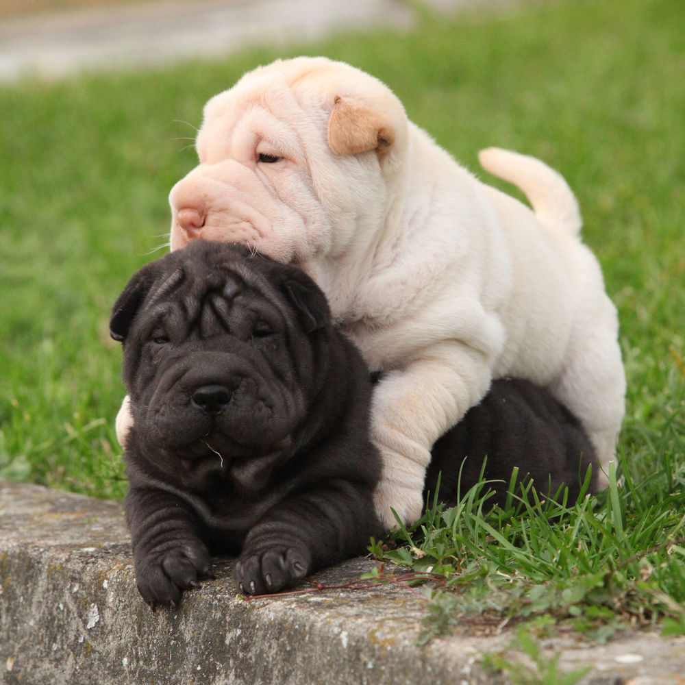 Shar Pei