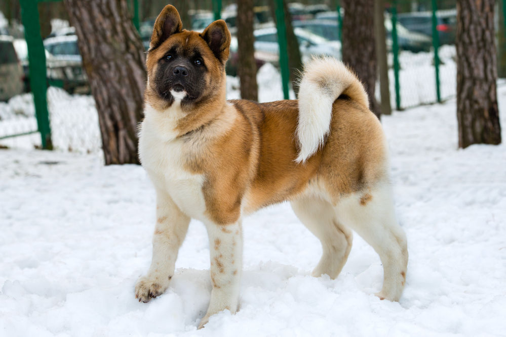Akita