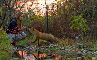 Cele mai frumoase roșcate: 60 de imagini care dovedesc că vulpile sunt animale minunate
