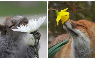 Nu numai oamenii iubesc florile, ci și animalele. 20 de imagini care îți vor topi sufletul