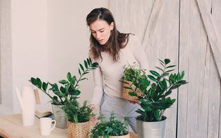 Plantele care aduc norocul în casa ta