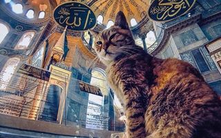 Regina și castelul său: Pisica Gli locuiește permanent în Hagia Sofia din Istanbul și are mii de fani