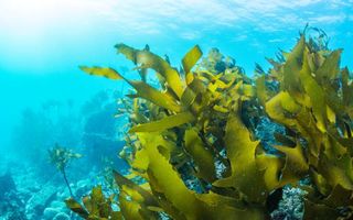 10 beneficii mai puțin știute pe care le au algele marine