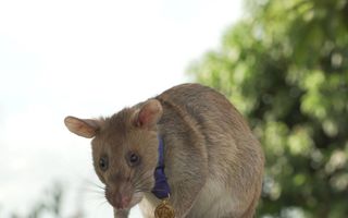Un erou deosebit: Șobolanul Magawa a primit o medalie pentru că a salvat sute de vieți