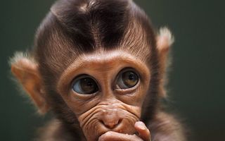 Toate vietățile Pământului: 45 de imagini copleșitoare din concursul foto #Animals2020