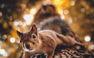 Doi ani în lumea veverițelor: Imaginile surprinse de un fotograf în pădurile din Finlanda