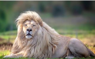 Cel mai frumos rege al junglei: Moya, leul alb cu o coamă impresionantă care a cucerit Internetul
