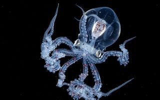 Caracatița cu capul transparent, creatura misterioasă descoperită în adâncul oceanului - FOTO