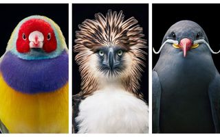 Portrete de înaripate: 23 de păsări rare, așa cum nu le-ai mai văzut