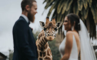Cele mai bune fotografii de nuntă din 2020. 30 de imagini spectaculoase