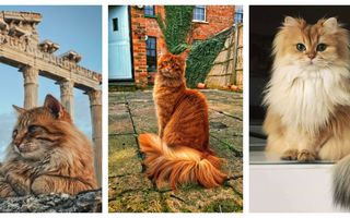 Pisicile supermodel. 50 de imagini care demonstrează că micile feline știu să pozeze
