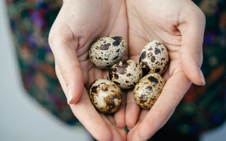 5 motive convingătoare să consumi ouă de prepeliță