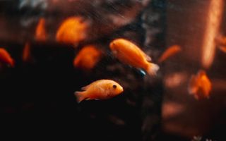 6 sfaturi pentru configurarea unui nou acvariu