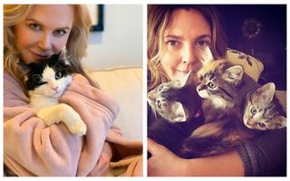 30 de vedete care iubesc pisicile: Imaginile adorabile pe care lumea trebuie să le vadă
