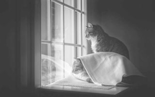 Pisici la fereastră: O colecție de imagini irezistibile
