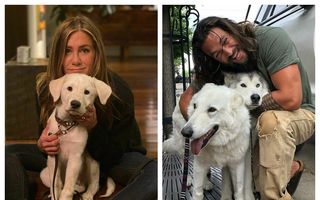 30 de vedete care iubesc câinii: Imaginile cu care au topit inimile fanilor