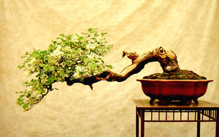 Totul despre bonsai: Îngrijire, întreținere, specii și preț