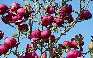 Magnolia Genie: Decorează-ți grădina ca în poveștile japoneze