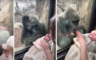 Video emoționant: O gorilă de la zoo încearcă să mângâie prin sticla securizată un bebeluș de cinci săptămâni