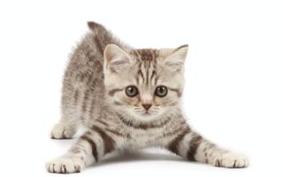 Cum să îngrijești o pisică: ghid pentru începători