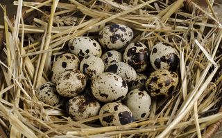 Ouăle de prepeliță afectează ficatul? Iată ce trebuie să faci pentru a nu pica în această capcană